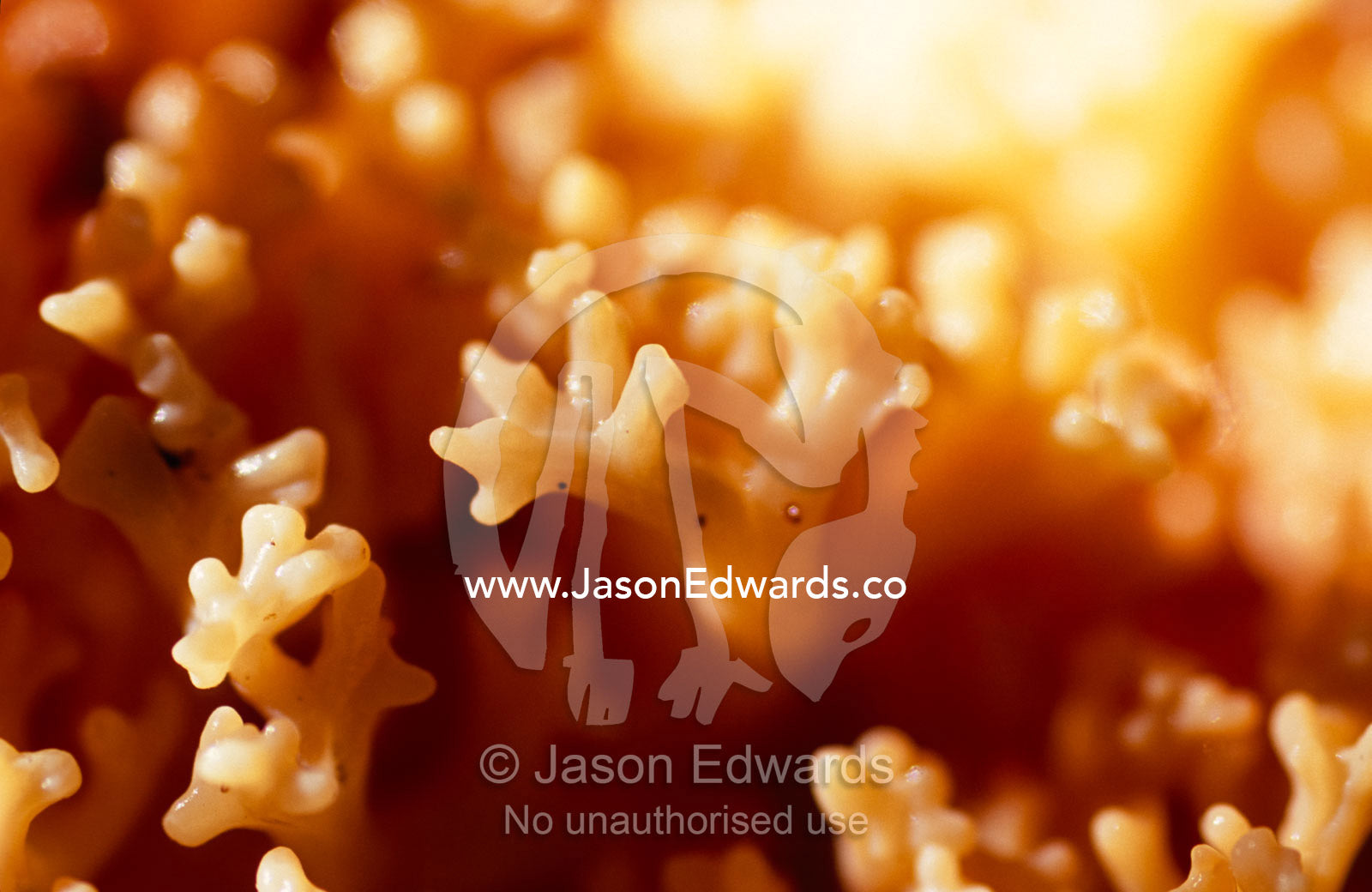 A Ramaria Coral Fungi growing on the floor of a Beech Tree forest. Tarkine Wilderness Area, Tasmania, Australia.