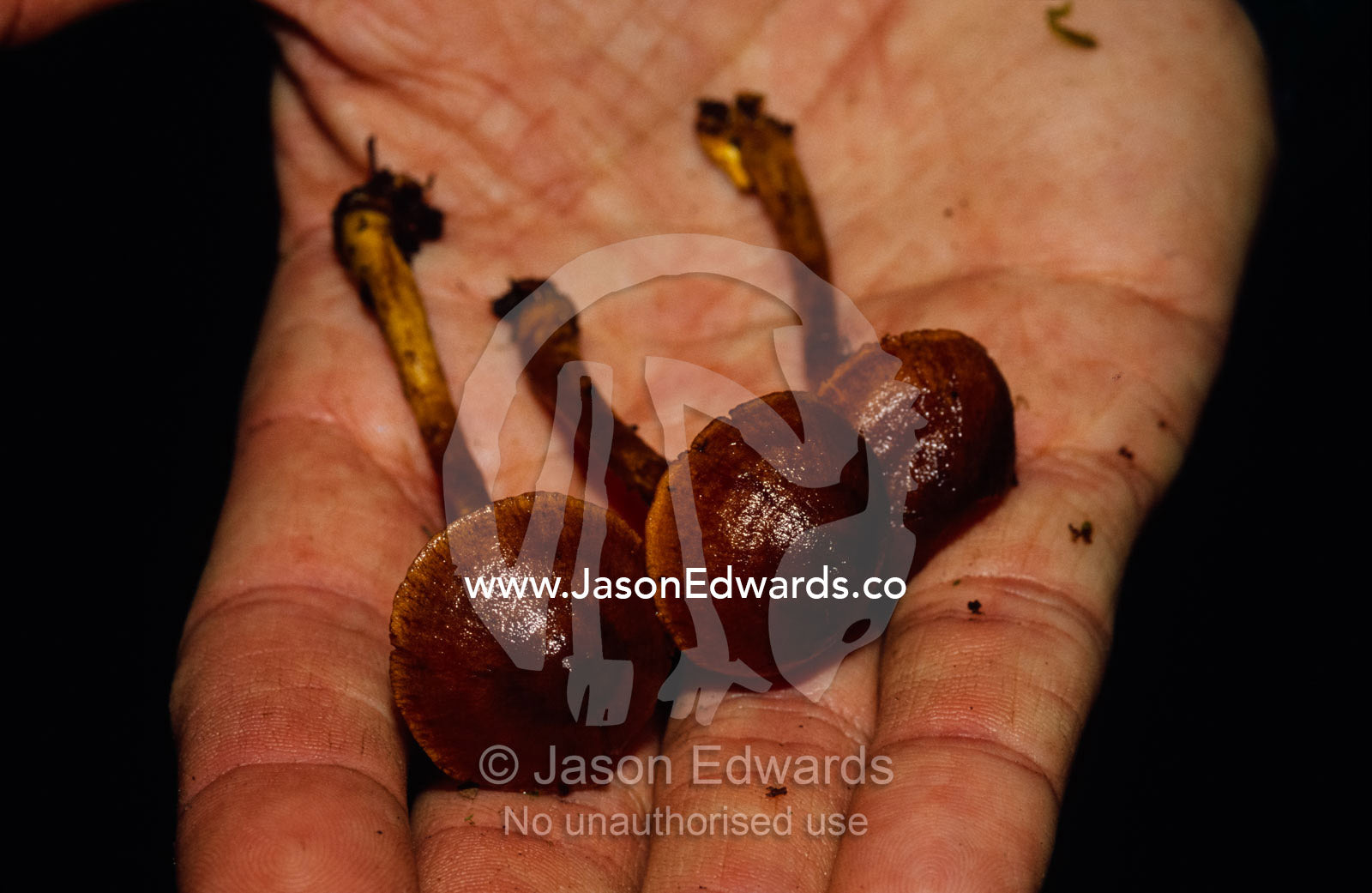 Dermocybe Toadstools resting in a hand for size comparison. Tarkine Wilderness Area, Tasmania, Australia.