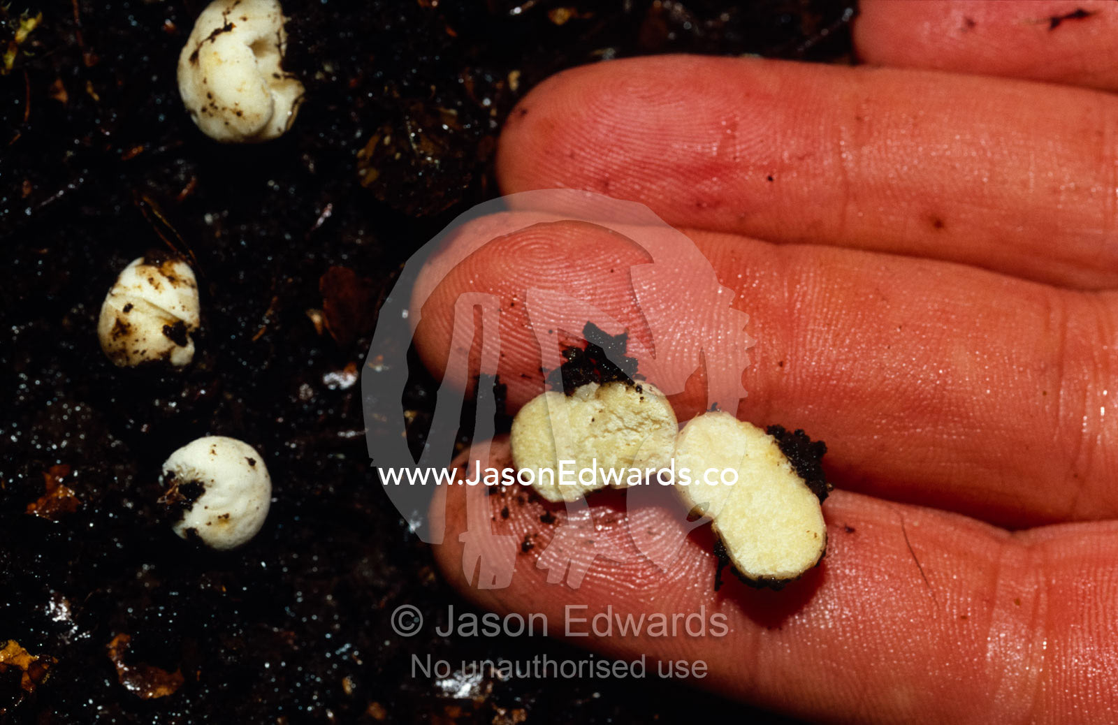 A native Truffle species in forest soil with mycorrhizal roots. Tarkine Wilderness Area, Tasmania, Australia.