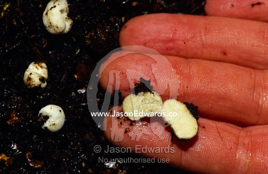 A native Truffle species in forest soil with mycorrhizal roots. Tarkine Wilderness Area, Tasmania, Australia.
