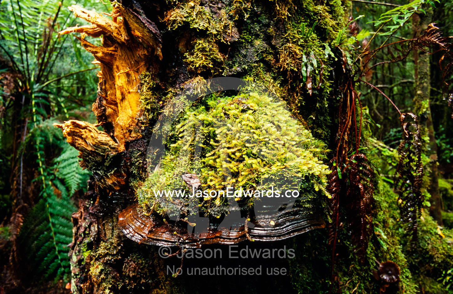 A large Bracket Fungus covered by a Ganoderma species moss. Tarkine Wilderness Area, Tasmania, Australia.
