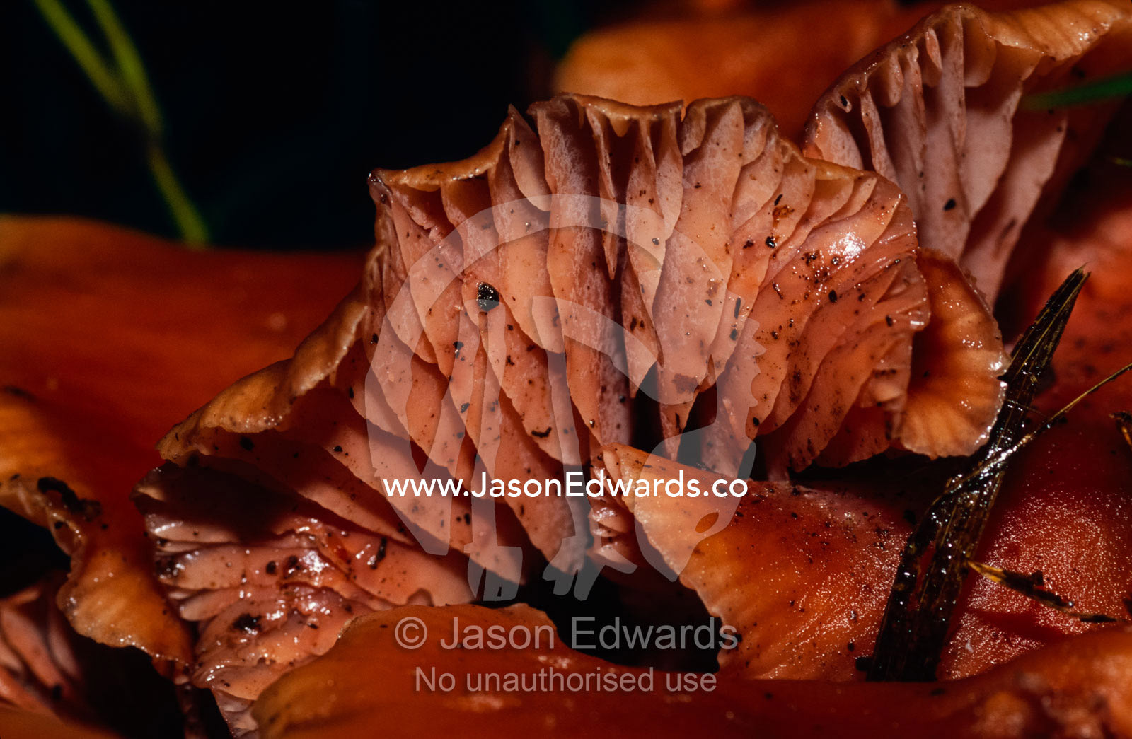 The pink fleshy gills of a Laccaria species of fungi. Tarkine Wilderness Area, Tasmania, Australia.