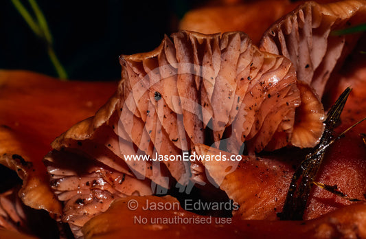 The pink fleshy gills of a Laccaria species of fungi. Tarkine Wilderness Area, Tasmania, Australia.