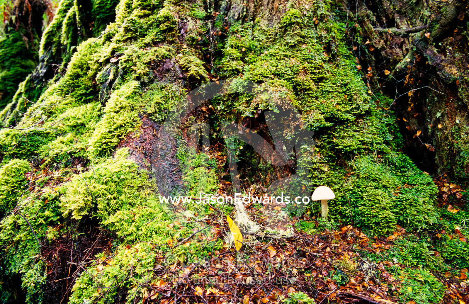 An Inocybe Mushroom growing at the base of a giant Myrtle Beech. Tarkine Wilderness Area, Tasmania, Australia.
