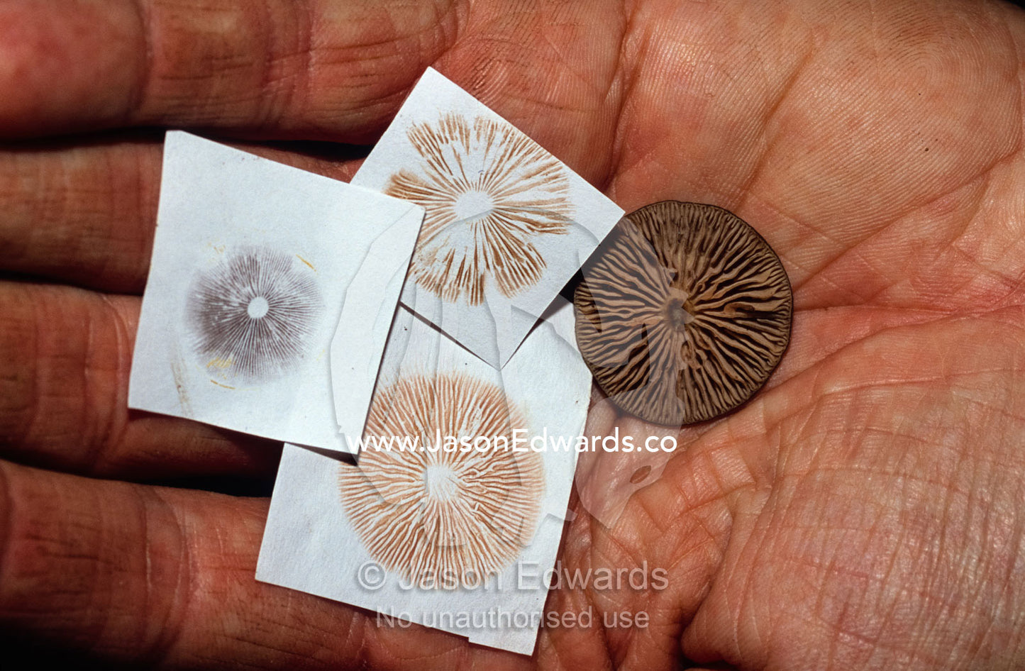 The color of spore prints from mushrooms helps to define the species. Waratah, Tasmania, Australia.