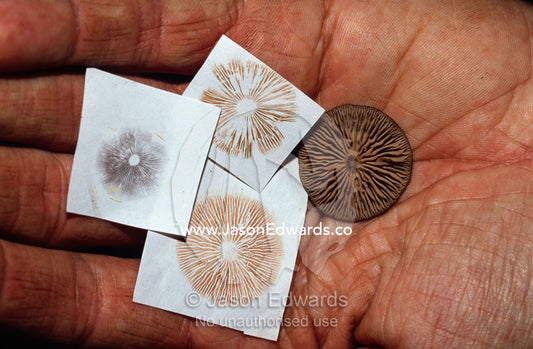 The color of spore prints from mushrooms helps to define the species. Waratah, Tasmania, Australia.