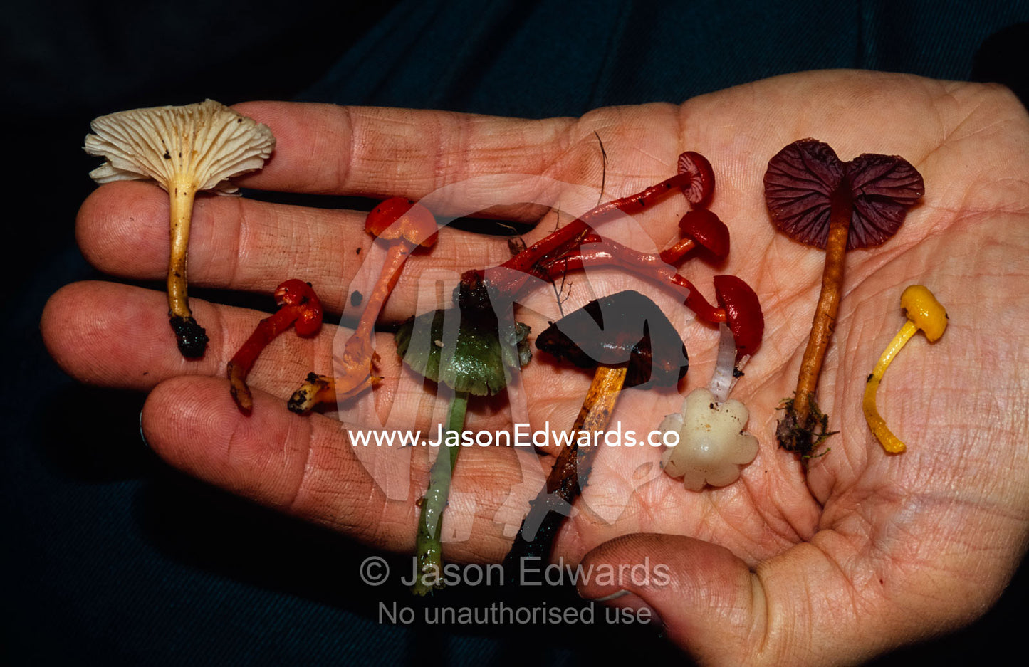 Wax Cap Mushrooms, Hygrocybe species rest in a hand for comparison. Waratah, Tasmania, Australia.