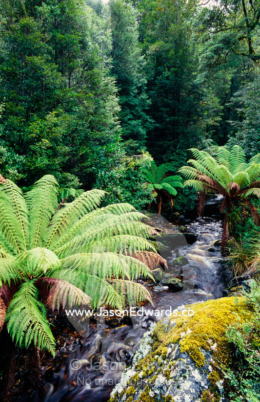 Cool temperate rainforest and tree ferns line a small cascading river. Tarkine Wilderness Area, Tasmania, Australia.