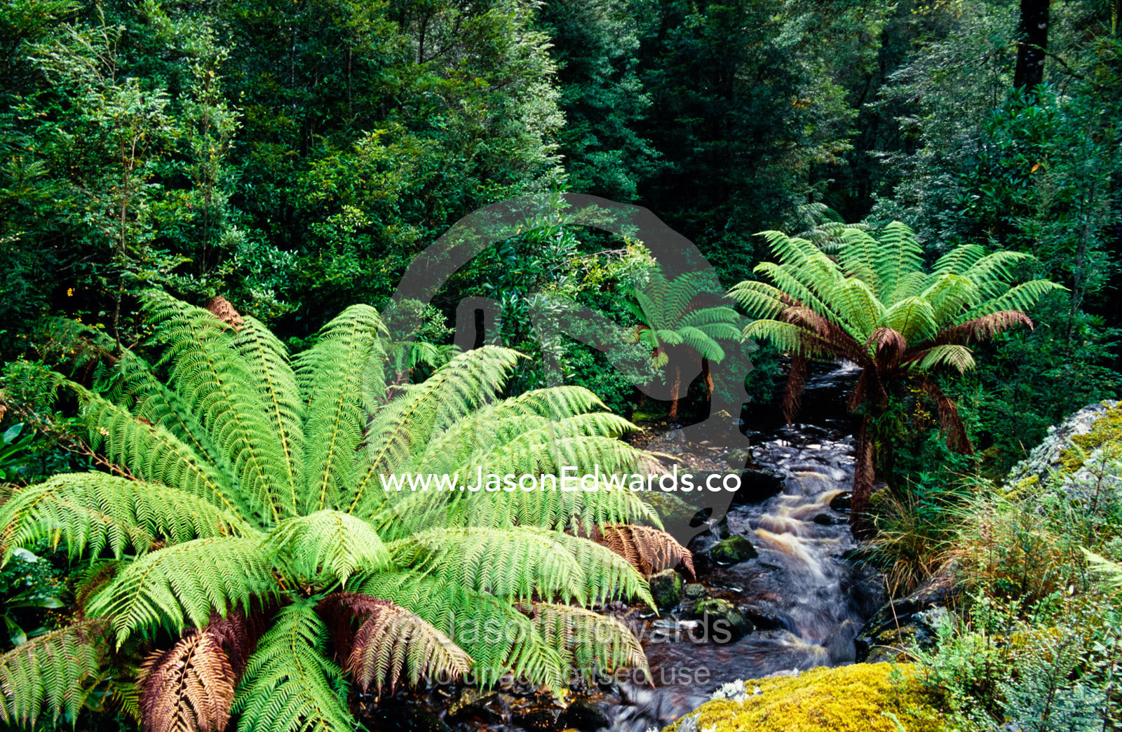 Cool temperate rainforest and tree ferns line a small cascading river. Tarkine Wilderness Area, Tasmania, Australia.