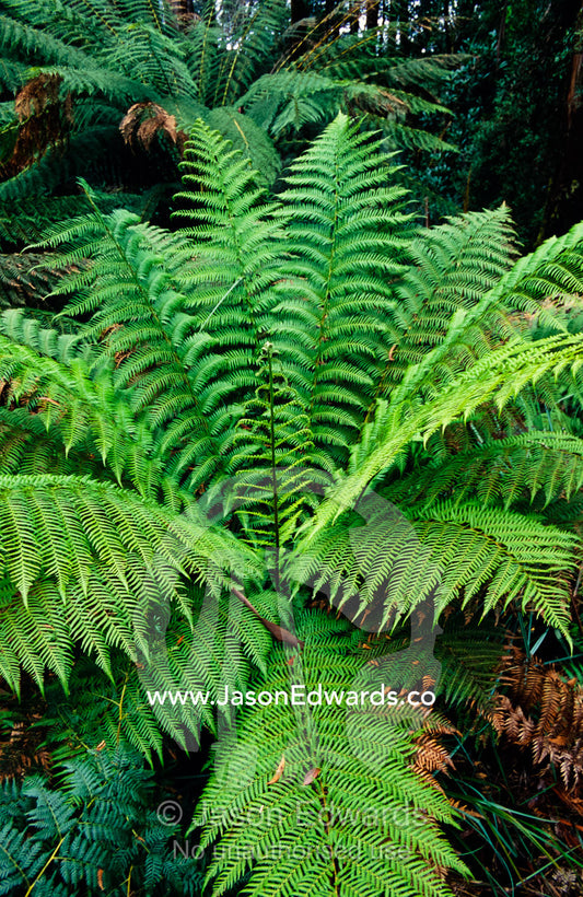 Cool temperate rainforest and tree ferns line a small cascading river. Tarkine Wilderness Area, Tasmania, Australia.