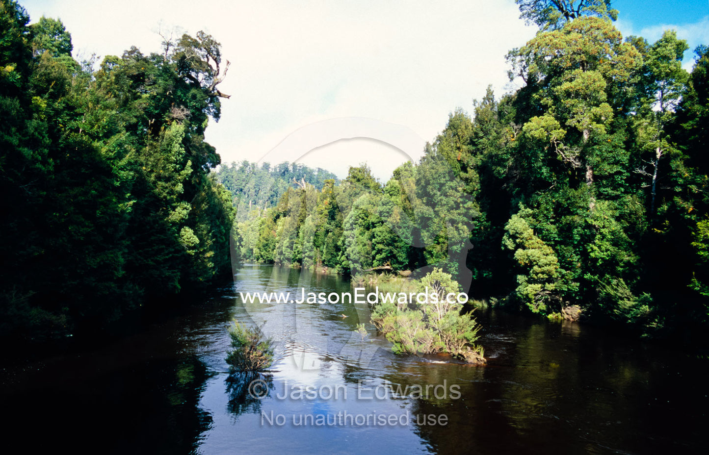 Dense cool temperate rainforest lines the Savage River. Tarkine Wilderness Area, Tasmania, Australia.