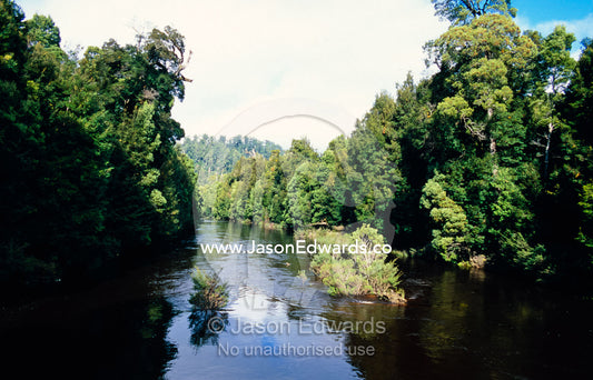 Dense cool temperate rainforest lines the Savage River. Tarkine Wilderness Area, Tasmania, Australia.
