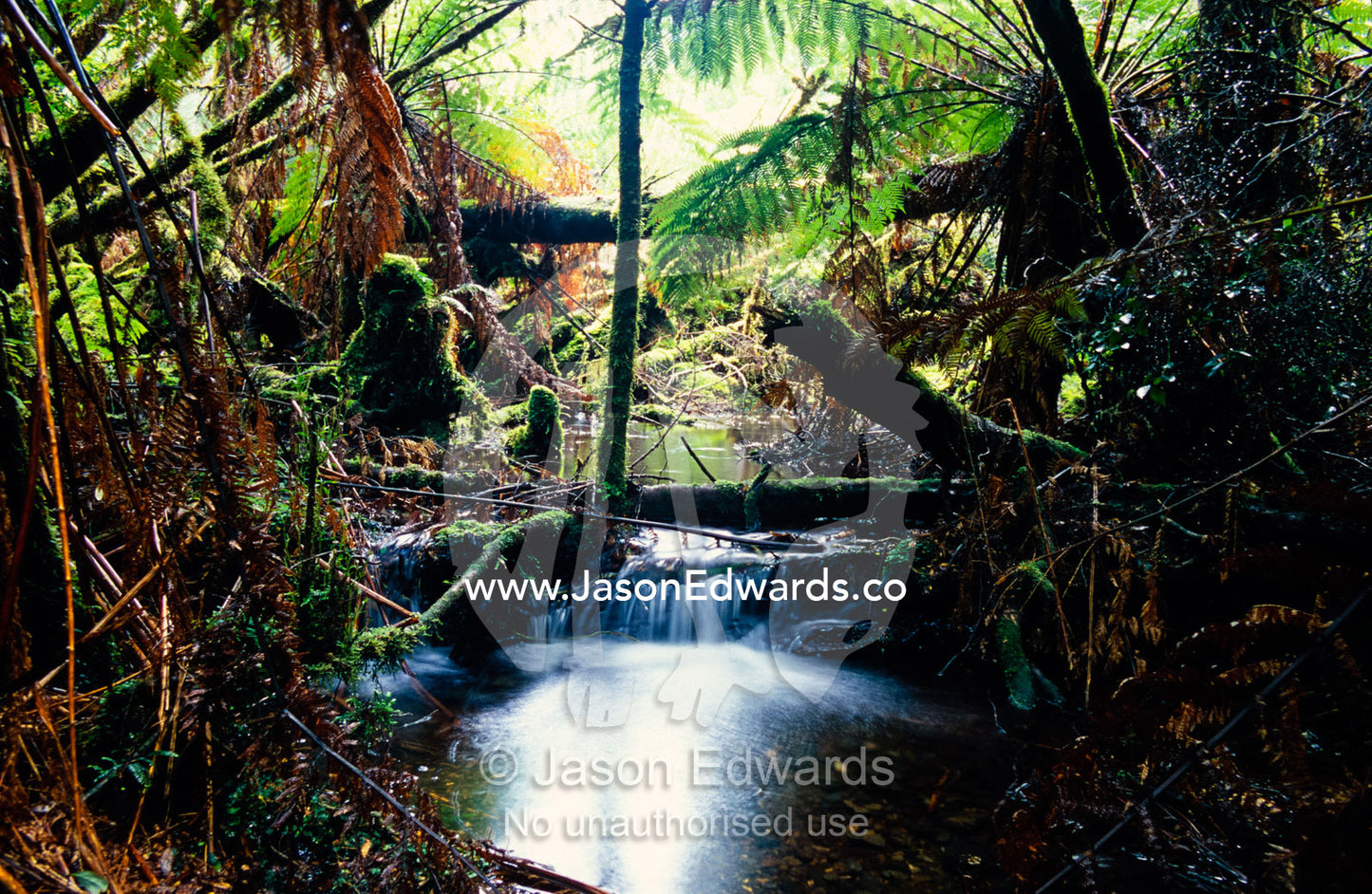 Cool temperate rainforest lines a small stream near Philosipher Falls. Tarkine Wilderness Area, Tasmania, Australia.