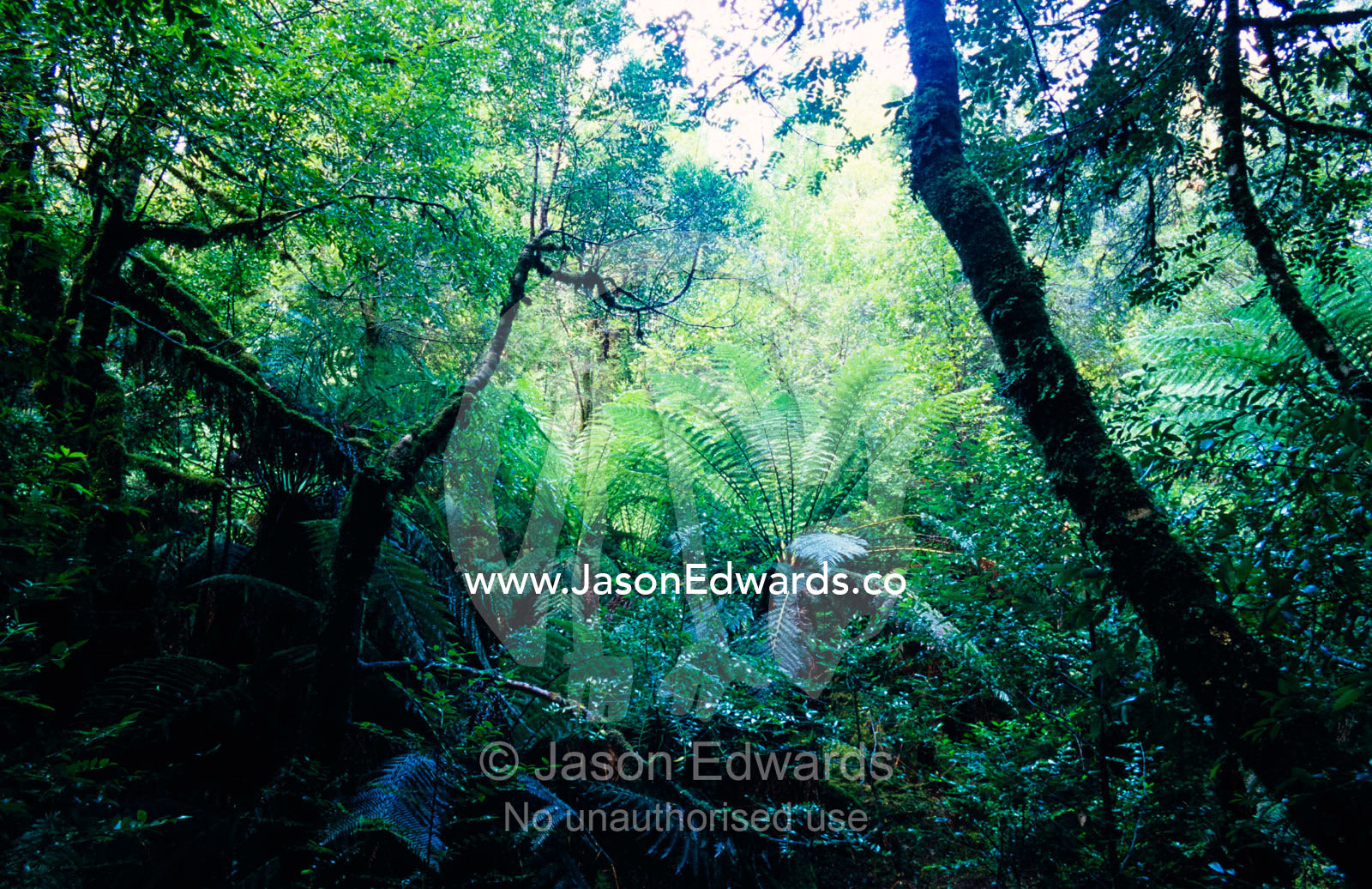 Cool temperate rainforest lines a small stream near Philosipher Falls. Tarkine Wilderness Area, Tasmania, Australia.