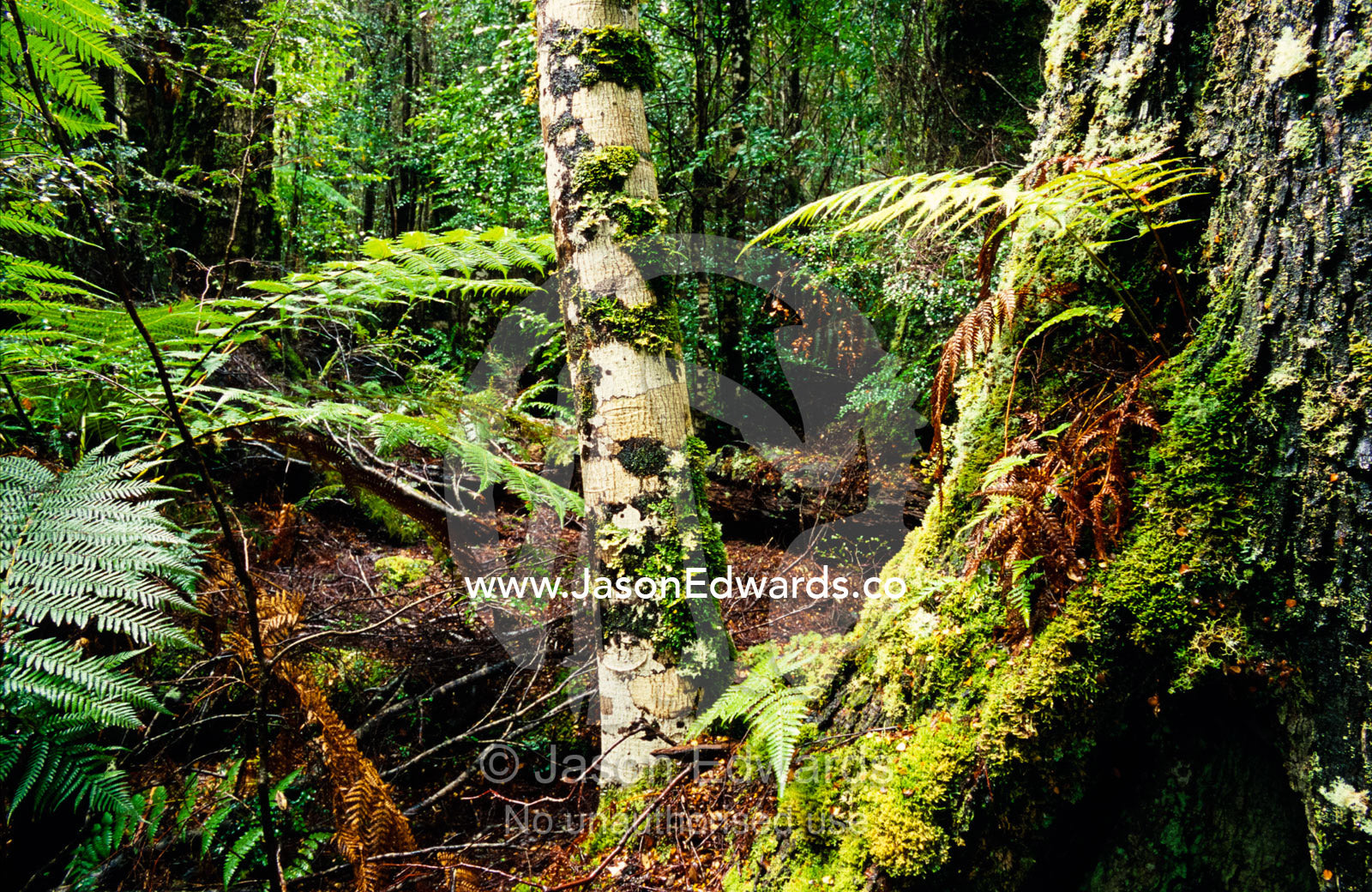 Myrtle Beech covered in moss and lichens in cool temperate rainforest. Tarkine Wilderness Area, Tasmania, Australia.