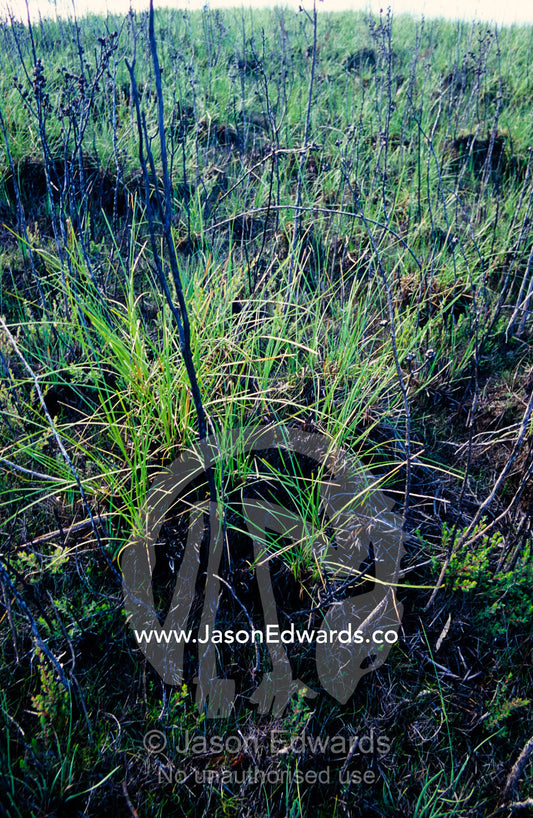 Fresh new grasses sprout from burnt earth after deforestation. Tarkine Wilderness Area, Tasmania, Australia.