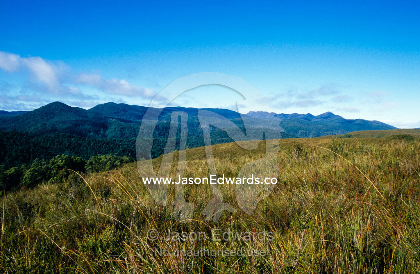 Buttongrass highlands rise over cool temperate rainforest mountains. Tarkine Wilderness Area, Tasmania, Australia.