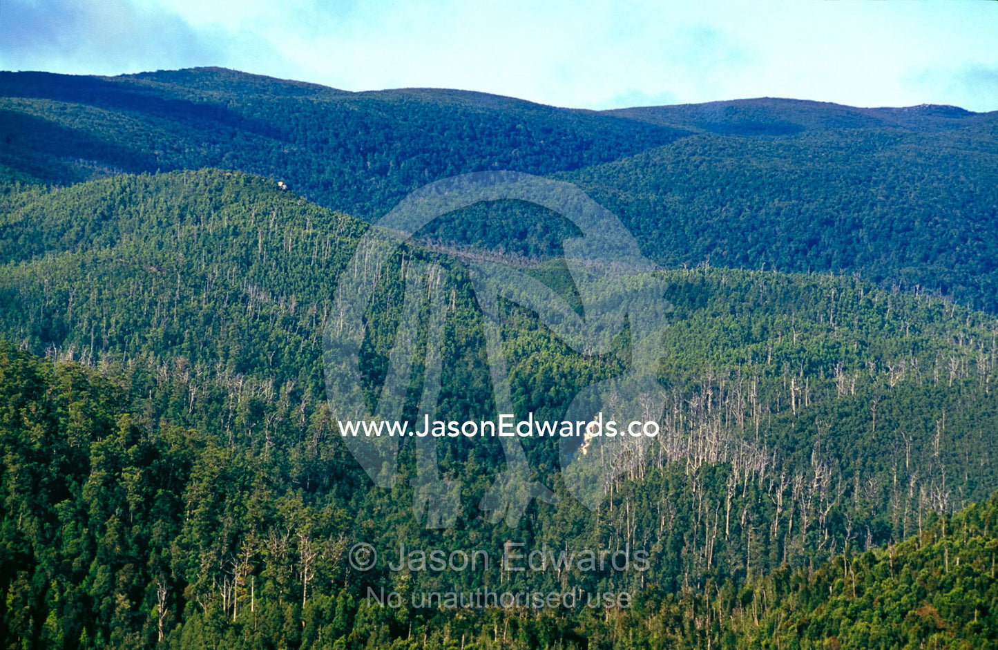 Emergent dead Eucalypt stags rise from cool temperate rainforest. Tarkine Wilderness Area, Tasmania, Australia.