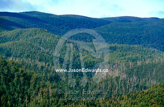 Emergent dead Eucalypt stags rise from cool temperate rainforest. Tarkine Wilderness Area, Tasmania, Australia.