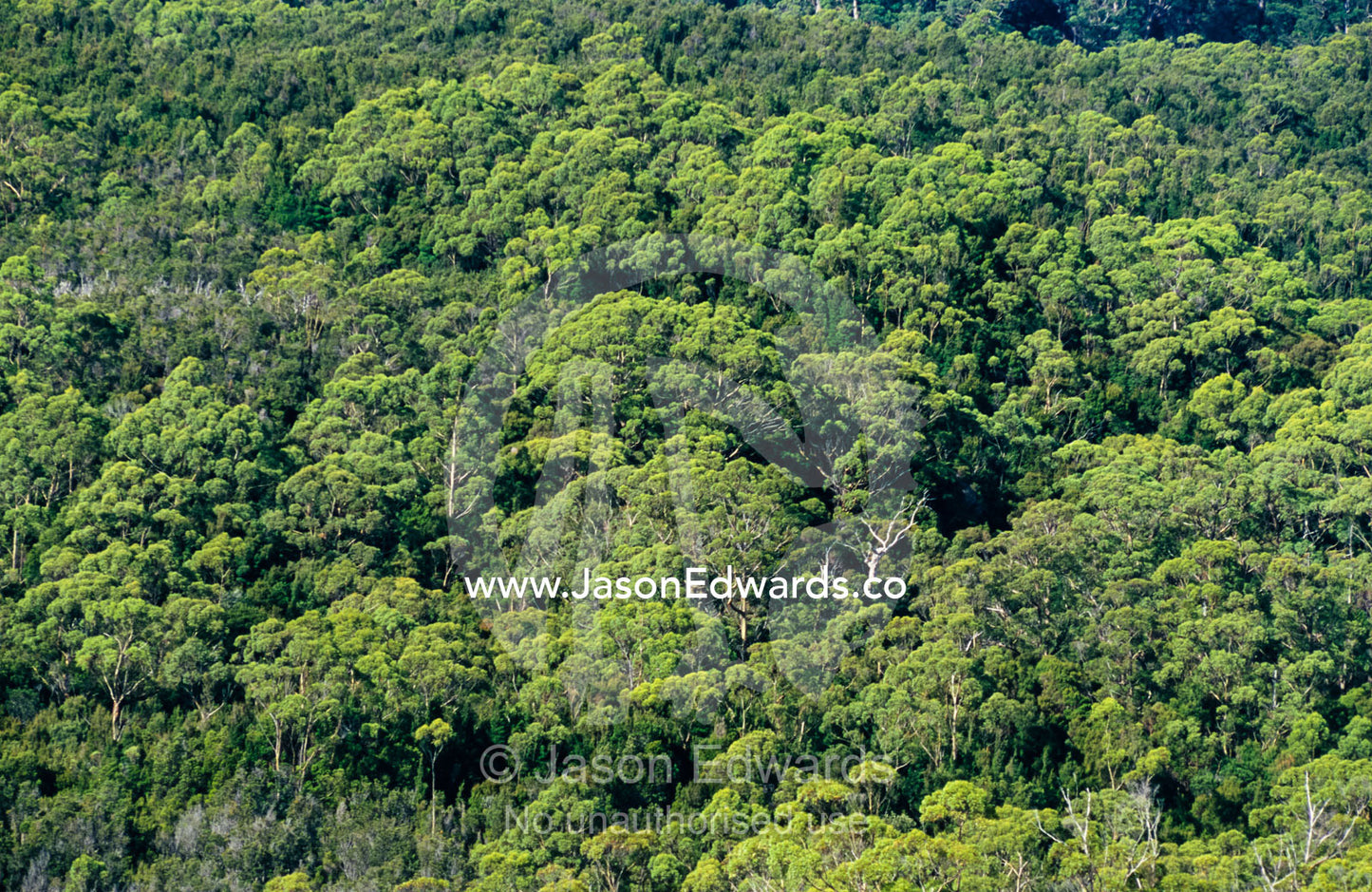 The dense canopy of a  tall wet eucalypt forest on a sunny day. Tarkine Wilderness Area, Tasmania, Australia.