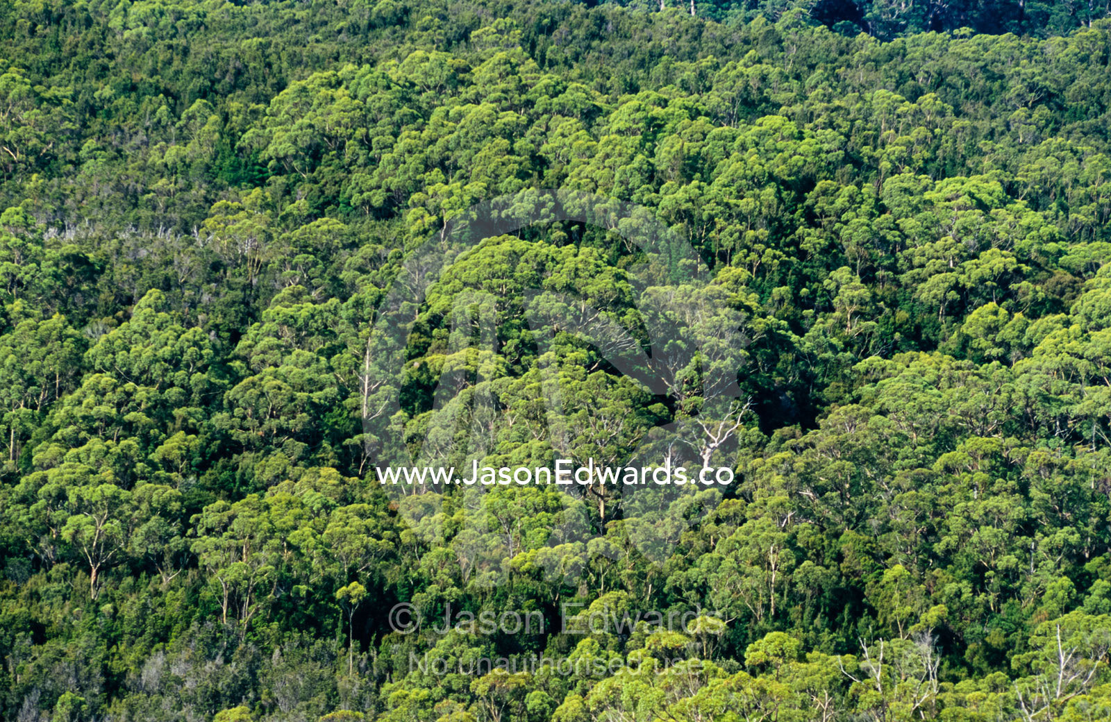 The dense canopy of a  tall wet eucalypt forest on a sunny day. Tarkine Wilderness Area, Tasmania, Australia.