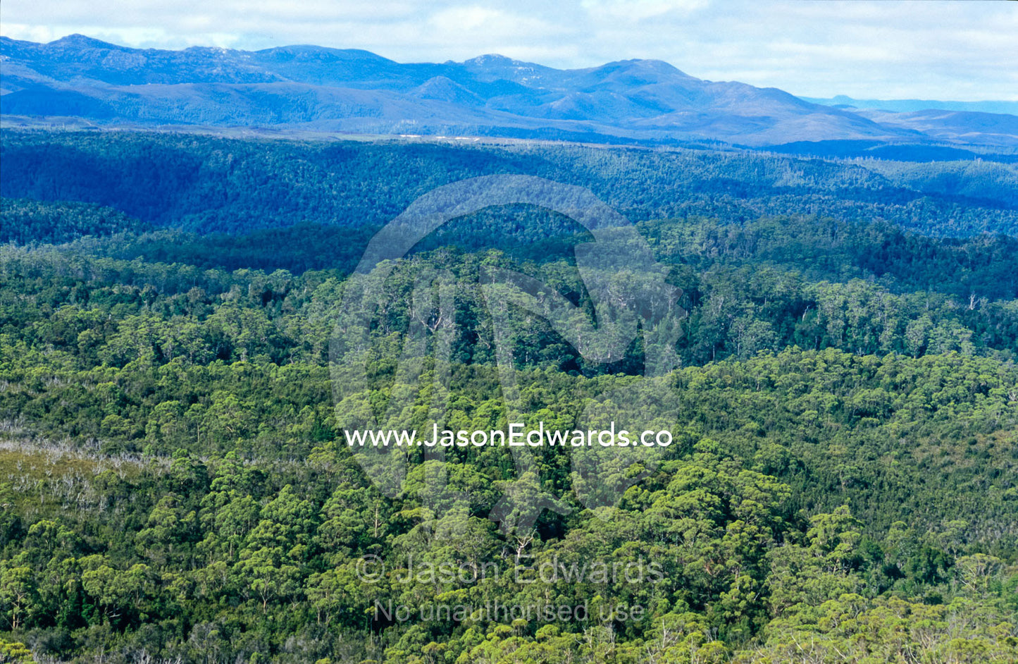 Tall wet eucalypt forest and adjacent cool temperate rainforest. Tarkine Wilderness Area, Tasmania, Australia.