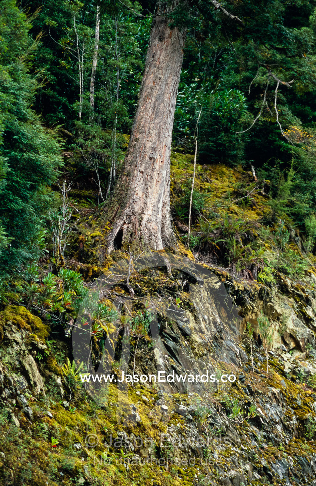 A nothofagus Beech tree on the edge of a cool temperate rainforest. Tarkine Wilderness Area, Tasmania, Australia.