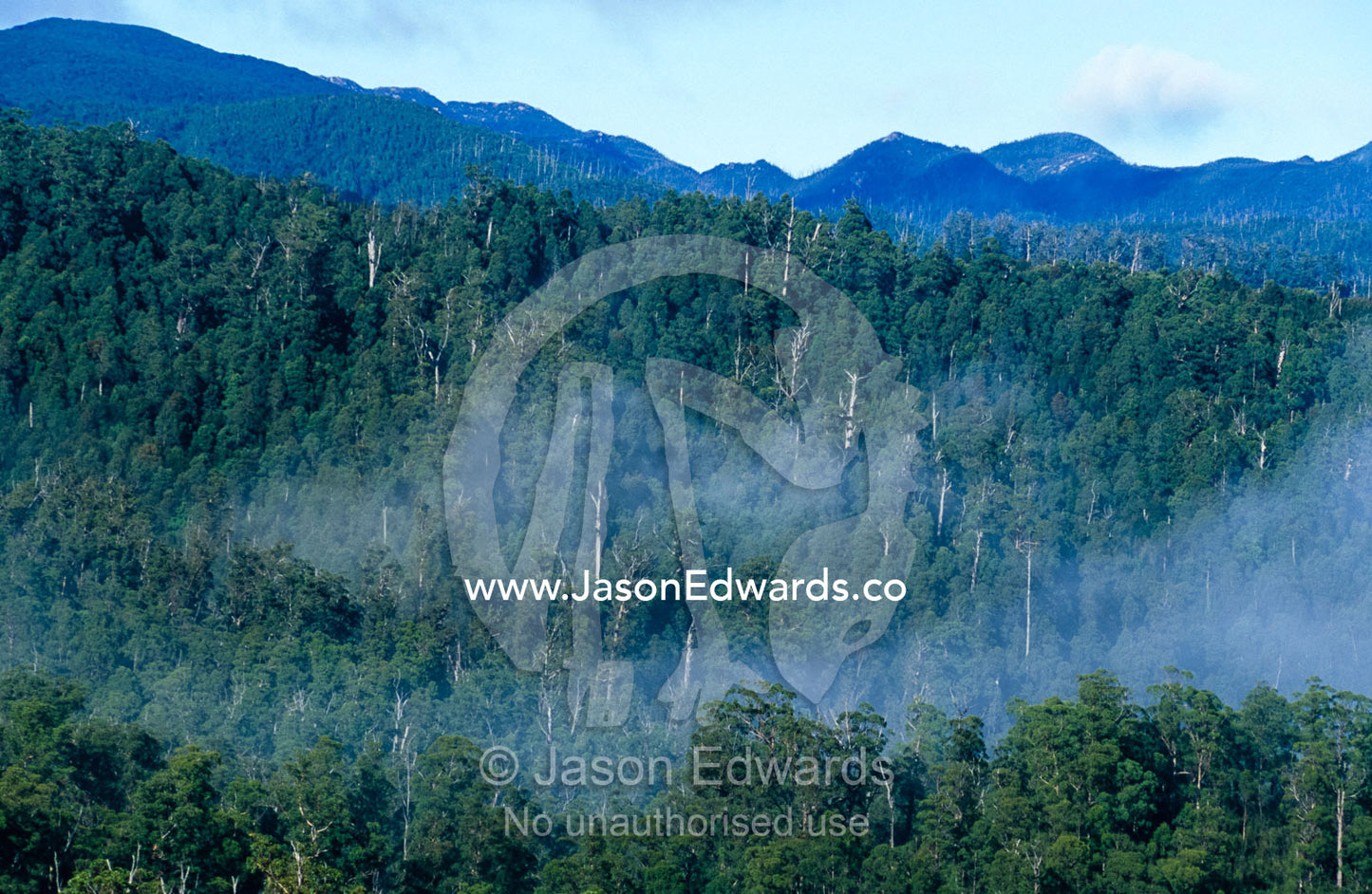 Mist rises from tall wet eucalypt forest and cool temperate rainforest Tarkine Wilderness Area, Tasmania, Australia.