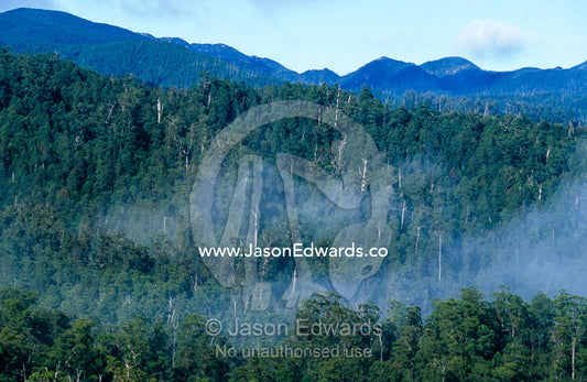 Mist rises from tall wet eucalypt forest and cool temperate rainforest Tarkine Wilderness Area, Tasmania, Australia.