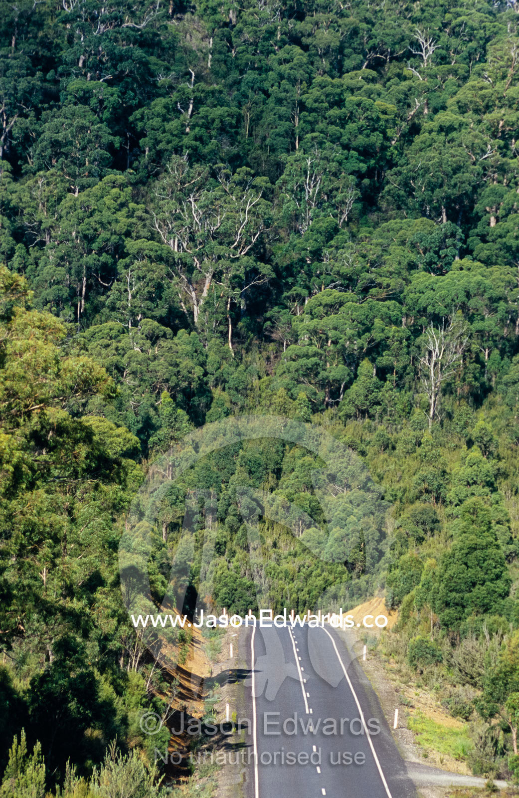 A bitumen highway runs through a tall wet eucalypt forest. Tarkine Wilderness Area, Tasmania, Australia.