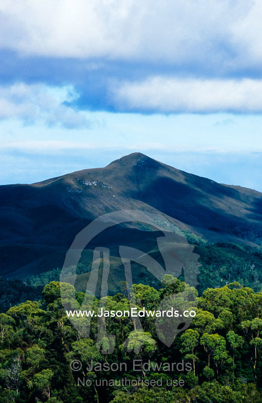 Buttongrass highlands rise over cool temperate rainforest mountains. Tarkine Wilderness Area, Tasmania, Australia.