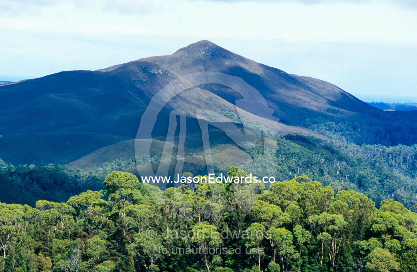 Buttongrass highlands rise over cool temperate rainforest mountains. Tarkine Wilderness Area, Tasmania, Australia.