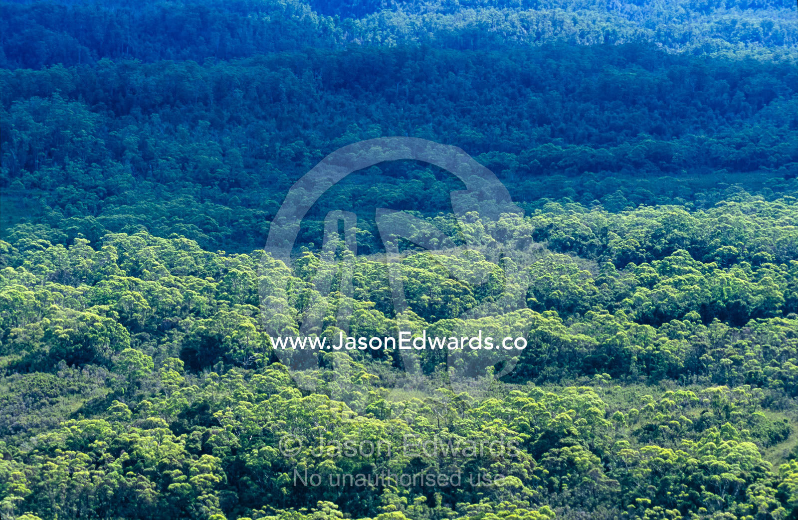 A mixed forest canopy catches the late afternoon sunlight. Tarkine Wilderness Area, Tasmania, Australia.