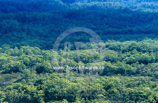 A mixed forest canopy catches the late afternoon sunlight. Tarkine Wilderness Area, Tasmania, Australia.