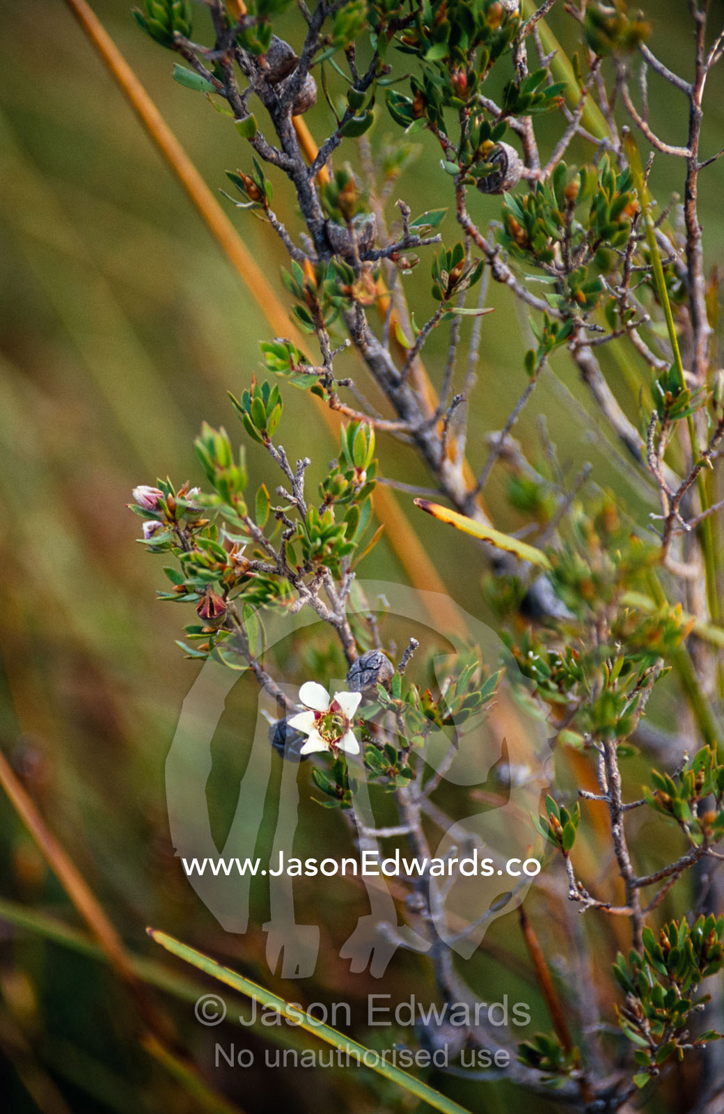 The delicate white flower of the Tea Tree, a Leptospermum species. Tarkine Wilderness Area, Tasmania, Australia.