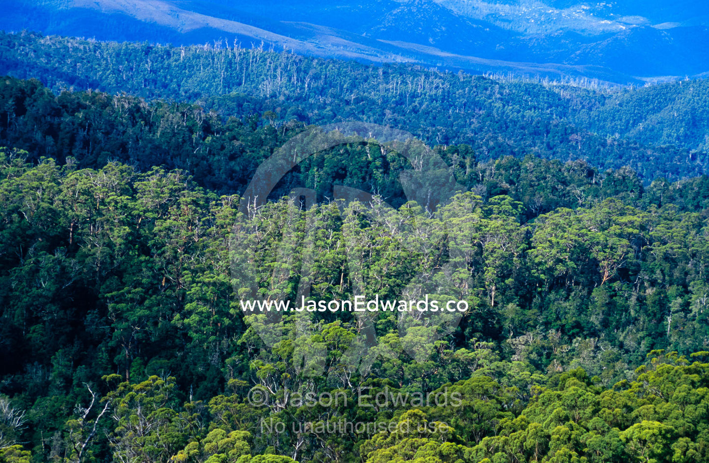 Dappled sunlight falls over a vast Wet Eucalypt Forest. Tarkine Wilderness Area, Tasmania, Australia.