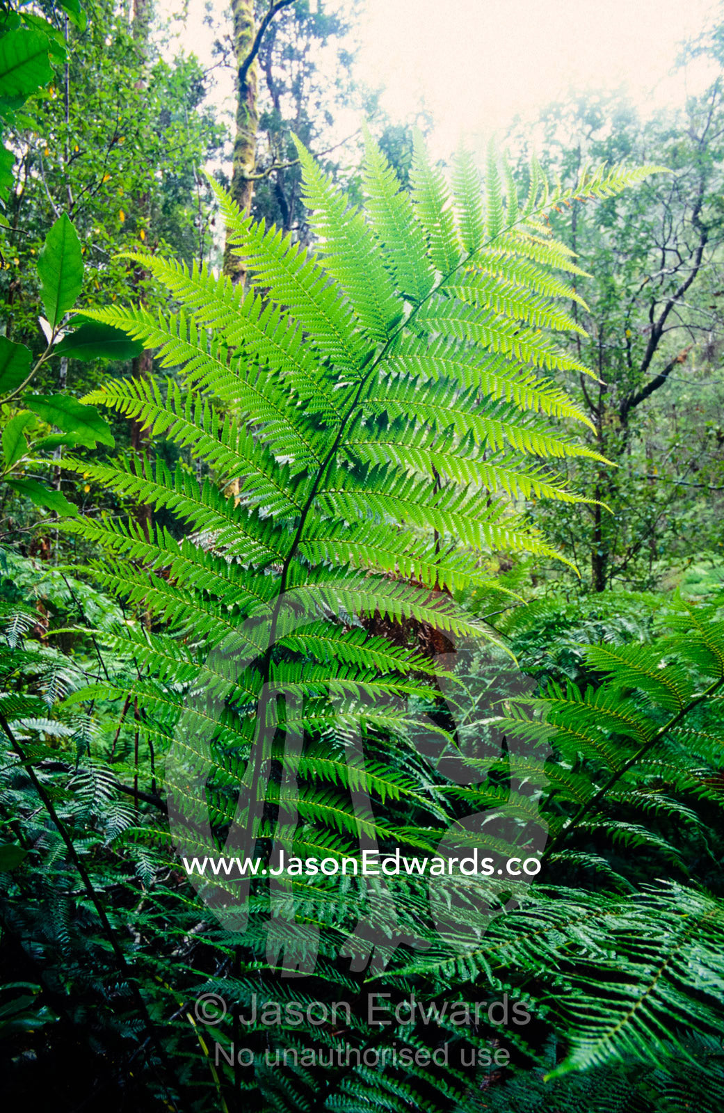 A frond of a Tree Fern backlit by sunlight filtering through a forest. Hellyer Gorge State Reserve, Tasmania, Australia.