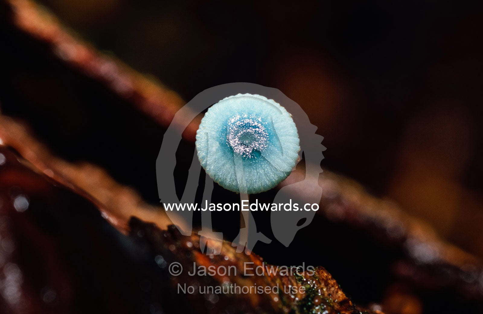 Mycena interrupta, a Pixies Parasol Fungi, looks like an eyeball. Cradle Mountain, Lake St. Clair National Park, Tasmania, Australia.