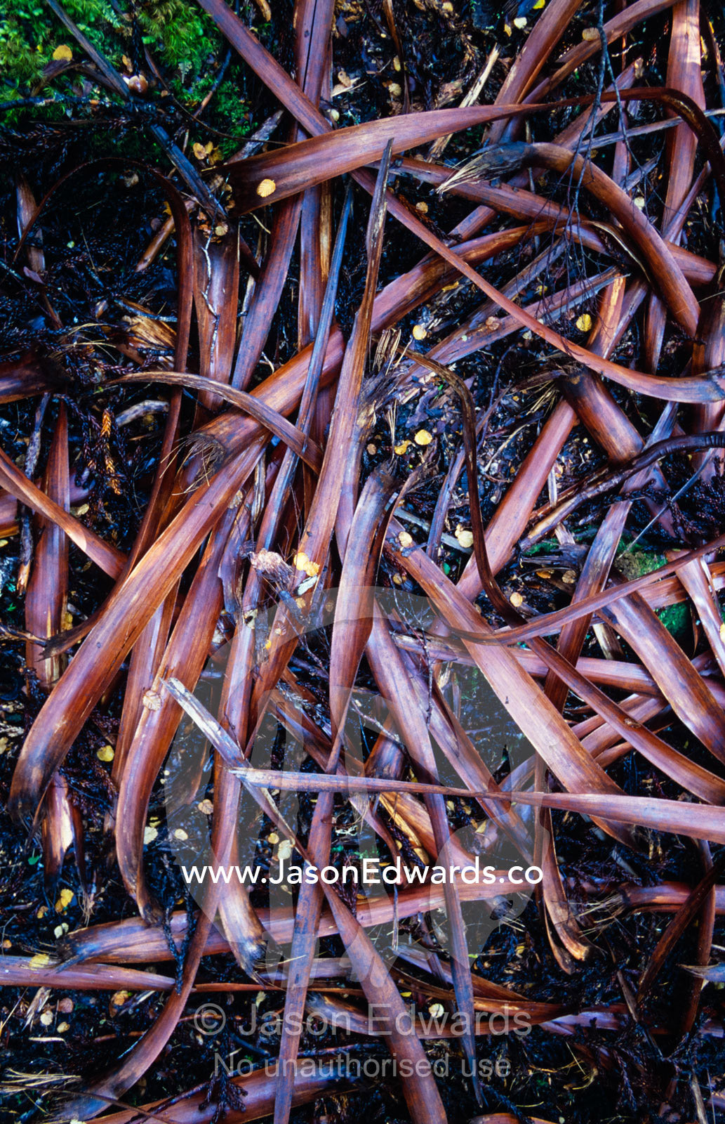 Fallen dead leaves of the Pandani, Richea pandanifolia in a forest. Cradle Mountain, Lake St. Clair National Park, Tasmania, Australia.