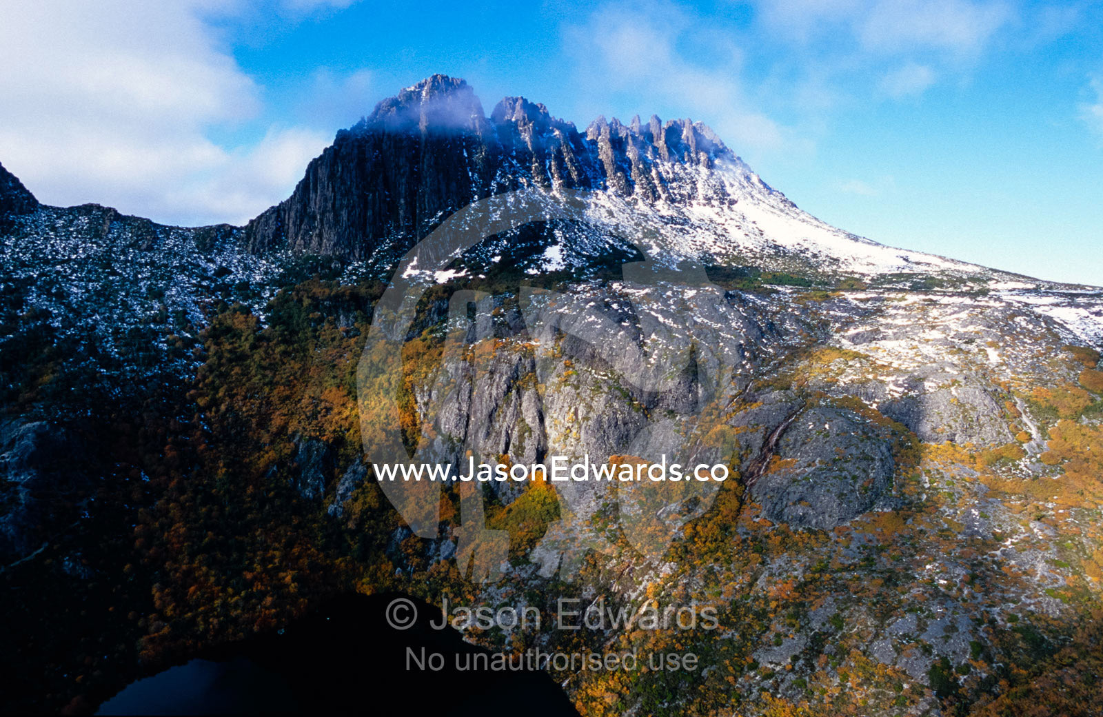 Deciduous Beech in Fall foliage beneath snow covered Cradle Mountain. Cradle Mountain, Lake St Clair National Park, Tasmania, Australia.
