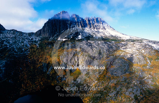 Deciduous Beech in Fall foliage beneath snow covered Cradle Mountain. Cradle Mountain, Lake St Clair National Park, Tasmania, Australia.