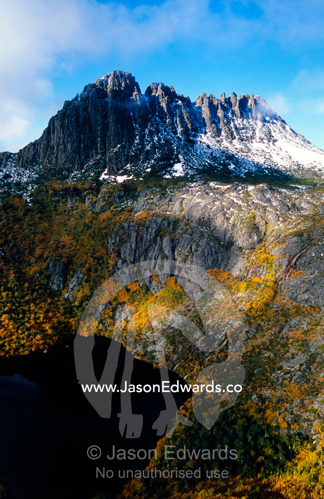 Deciduous Beech in Fall foliage beneath snow covered Cradle Mountain. Cradle Mountain, Lake St Clair National Park, Tasmania, Australia.