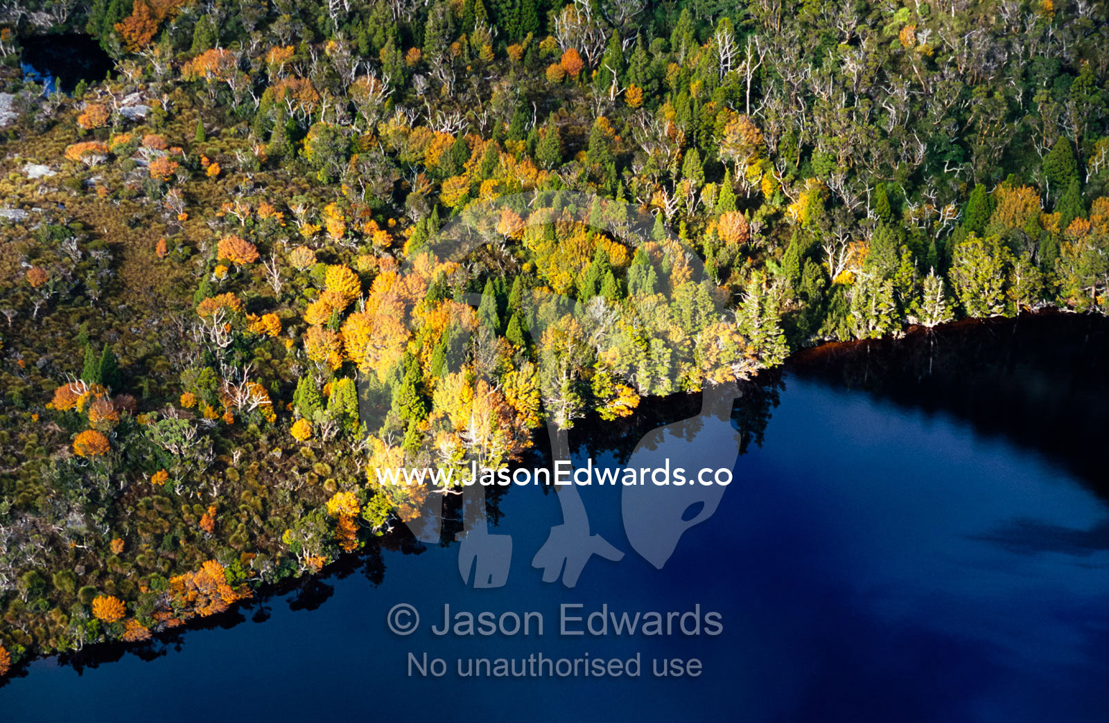 An aerial view of Deciduous Beech, Nothofagus gunnii, and Lake Hanson. Cradle Mountain, Lake St Clair National Park, Tasmania, Australia.