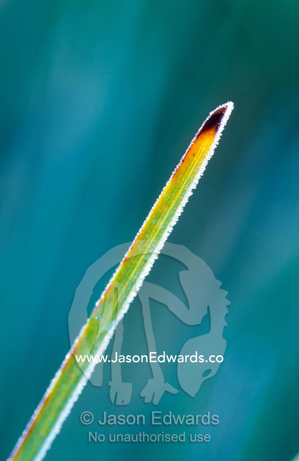 Icicles cling to the backlit tip of a Buttongrass stem at dawn. Cradle Mountain, Lake St Clair National Park, Tasmania, Australia.
