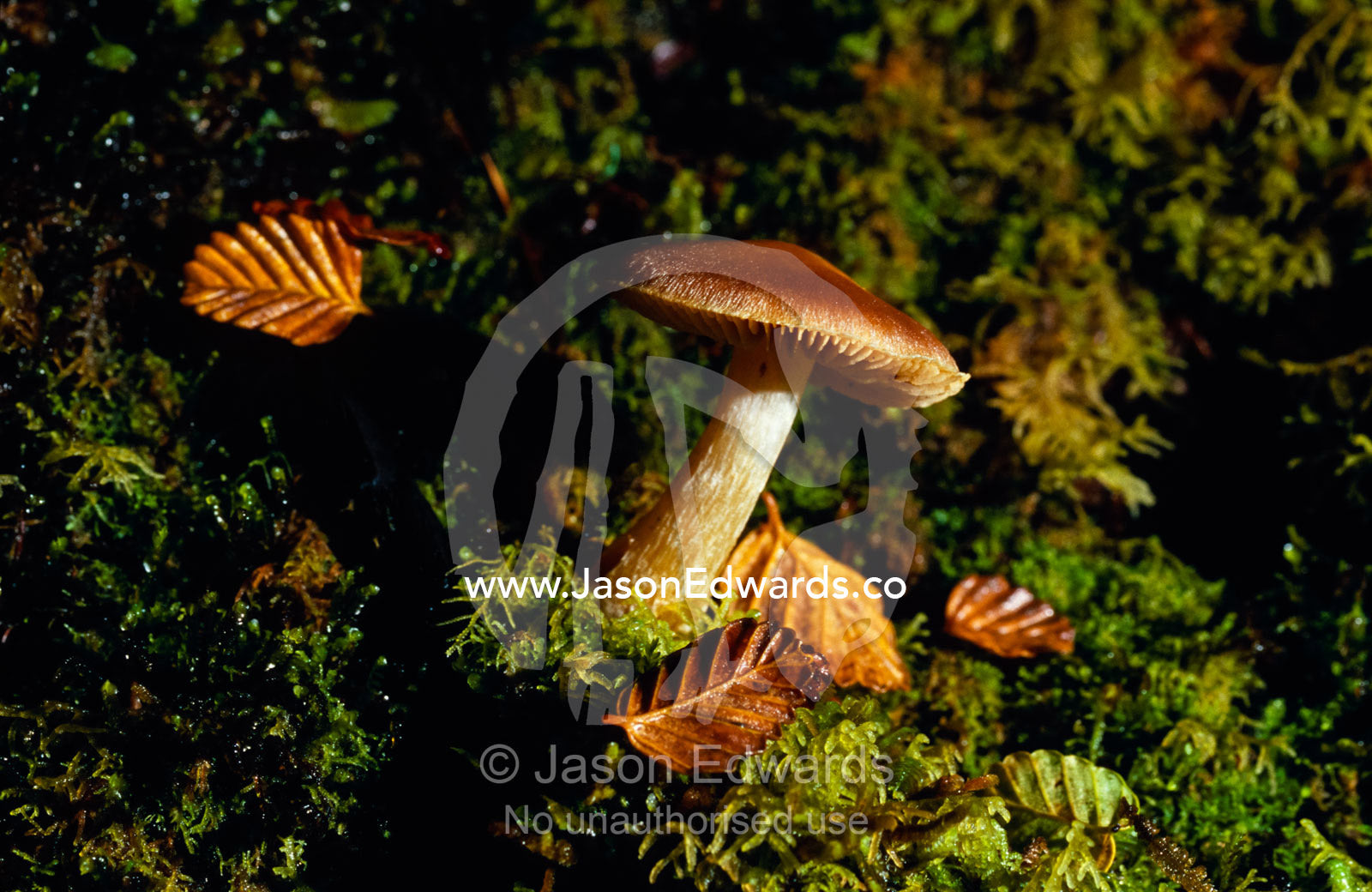 A Cortinarius Mushroom growing through moss on a Beech forest floor. Cradle Mountain, Lake St Clair National Park, Tasmania, Australia.
