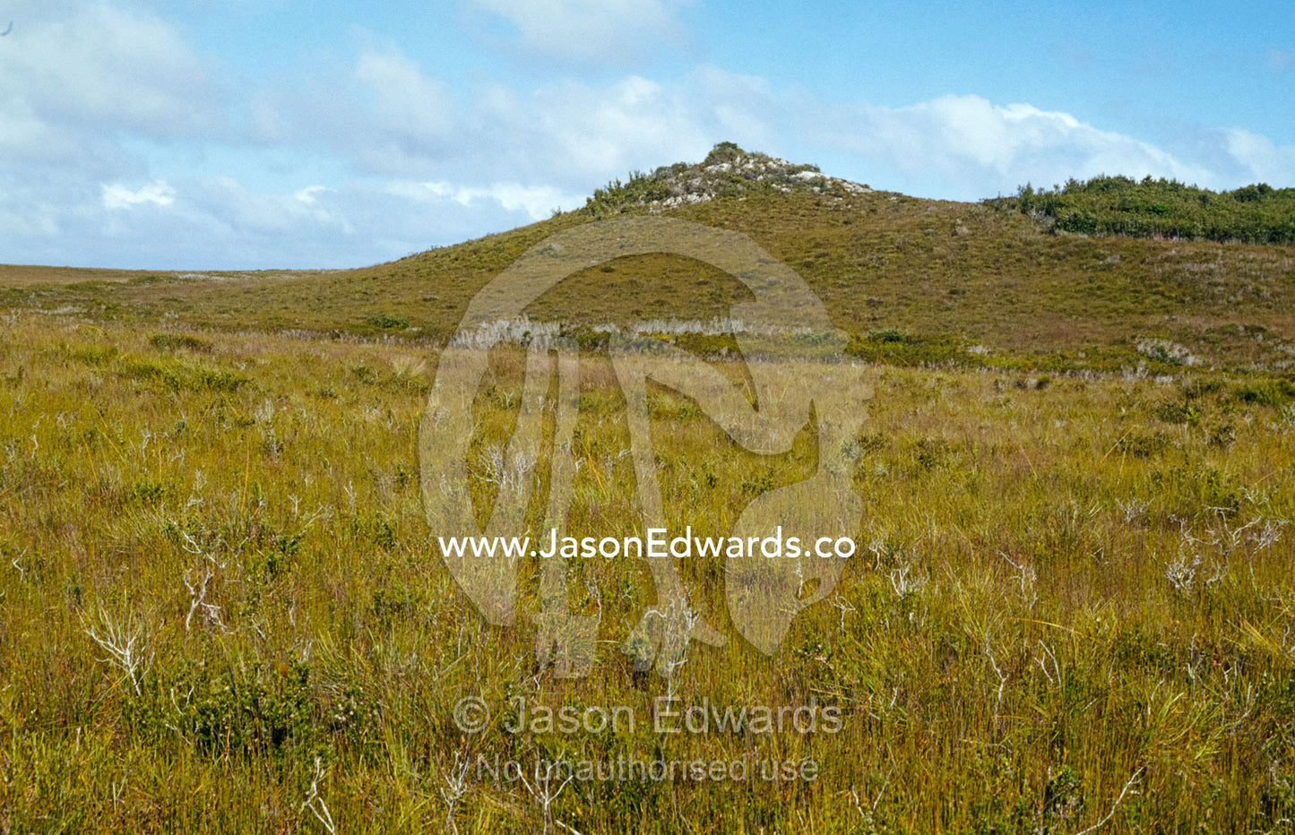The short, open growth of Buttongrass on a remote coastal hilltop. South West Conservation Area, Tasmania, Australia.
