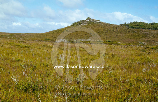 The short, open growth of Buttongrass on a remote coastal hilltop. South West Conservation Area, Tasmania, Australia.