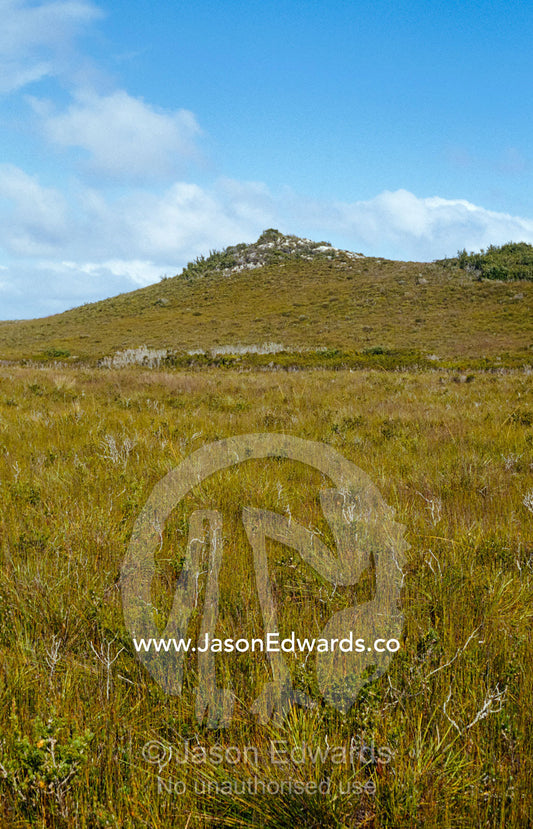 The short, open growth of Buttongrass on a remote coastal hilltop. South West Conservation Area, Tasmania, Australia.