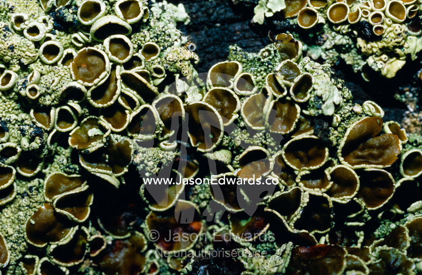 A closeup detail of a lime green lichen on a rotting Box-Ironbark log. near Rheola Central Victoria Australia.