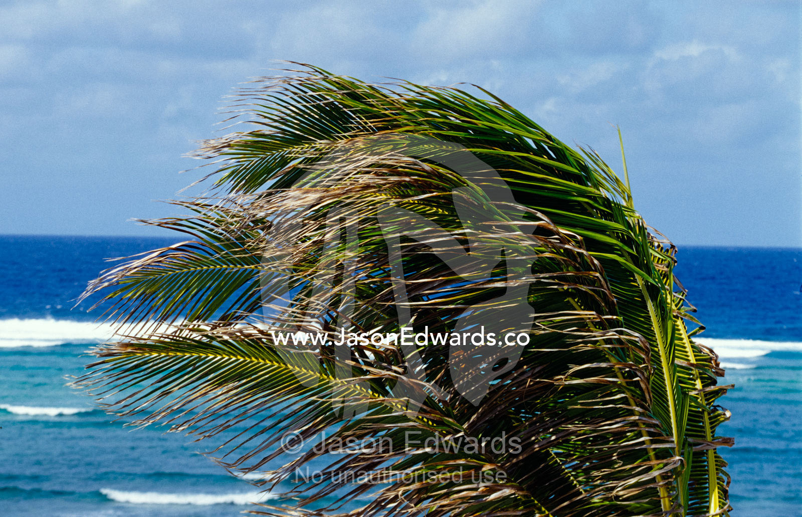 Strong tropical winds buffet palm tree fronds on a remote island. Willis Island, Coral Sea Island Territory, Australia.